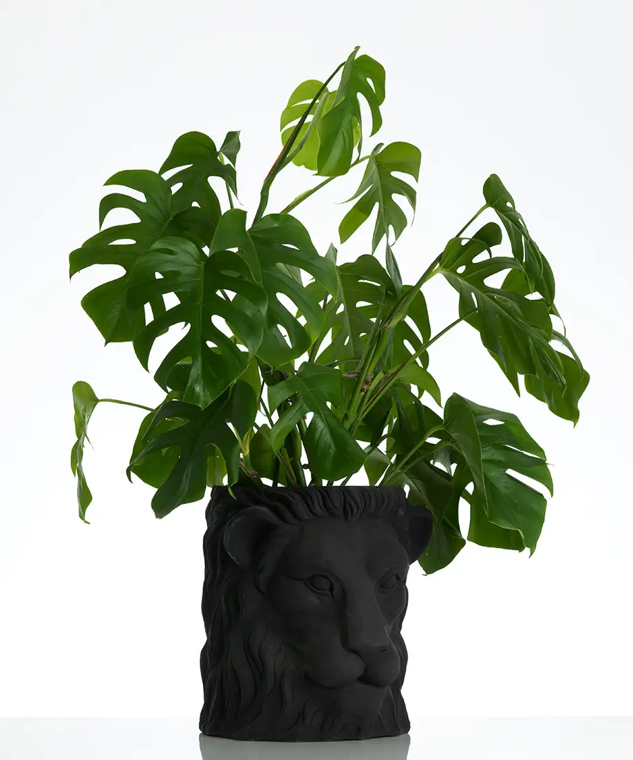 Garden Glory Lion Pot Big Black