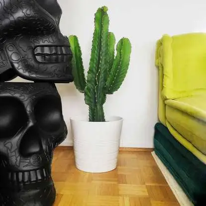 Qeeboo Mexico Planter & Champagne Cooler