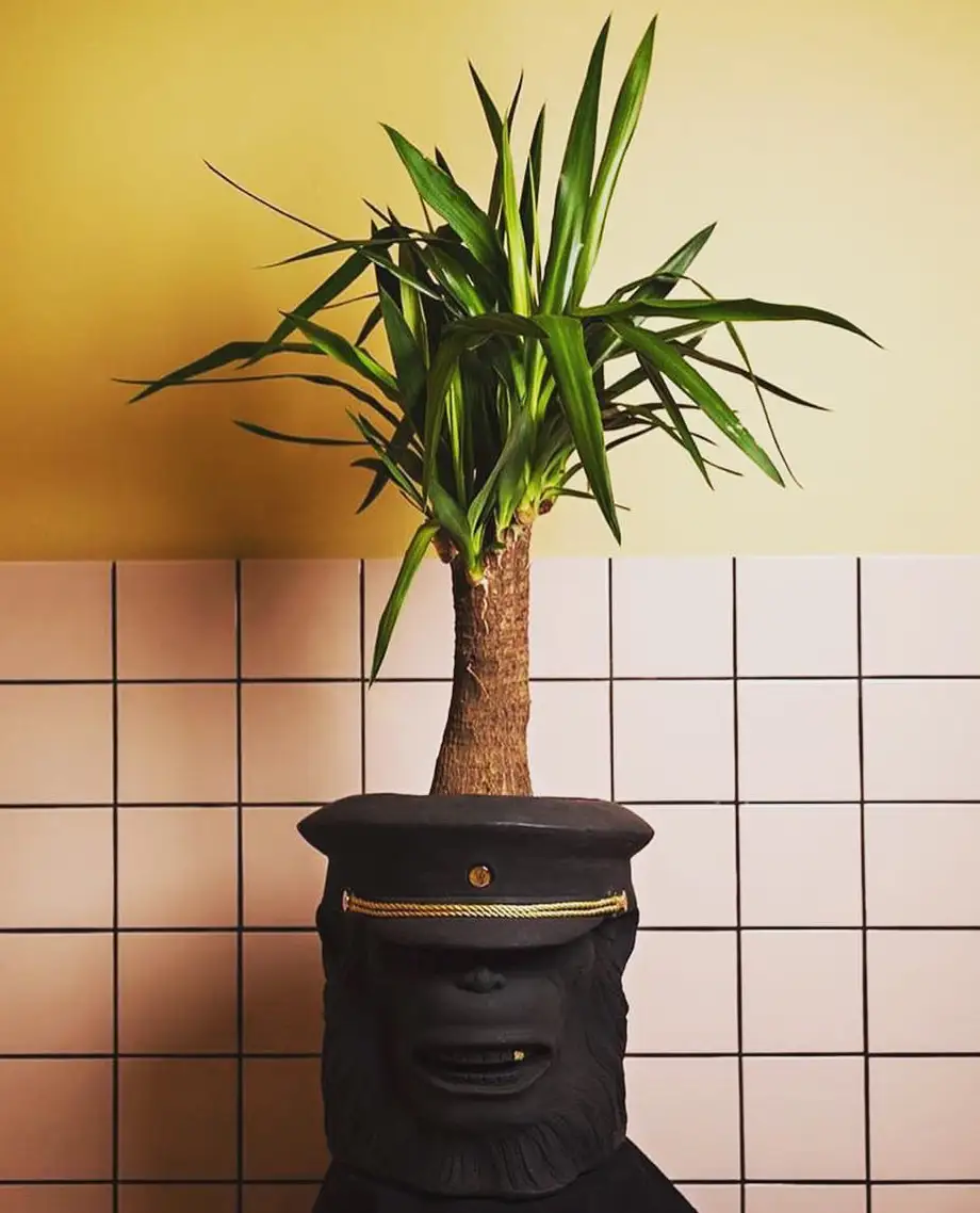 Garden Glory Monkey Face Pot Big